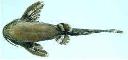 Erethistes koladynensis