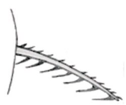 Erethistes nareshi