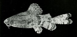 Erethistes spinulus