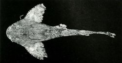 Erethistes spinulus