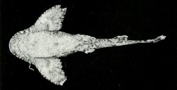 Erethistes spinulus