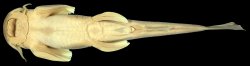 Exostoma ericinum