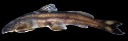 Exostoma sectile - Click for species page