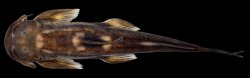 Exostoma sectile