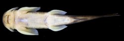 Exostoma sectile