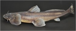 Exostoma tenuicaudatum - Click for species page