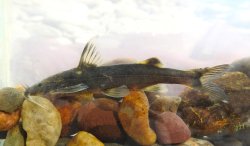 Glyptothorax bhurainu - Click for species page