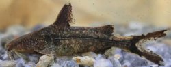 Glyptothorax fuscus