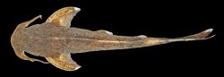 Glyptothorax nieuwenhuisi - Click for species page
