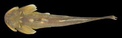 Oreoglanis brevicula
