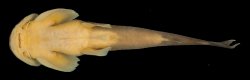 Oreoglanis brevicula