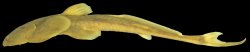 Oreoglanis delacouri - Click for species page