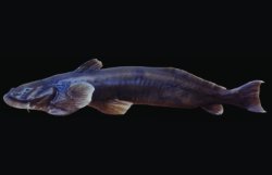 Parachiloglanis sp. `BICHOM RIVER` - Click for species page