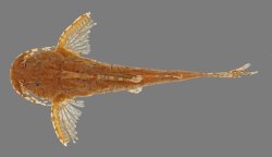 Pseudolaguvia assula - Click for species page