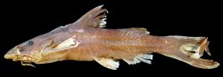 Pseudolaguvia inornata - Click for species page