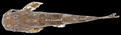 Pseudolaguvia nubila - Click for species page