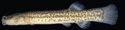 Cambeva atrobrunnea