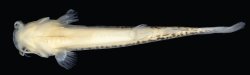 Cambeva atrobrunnea