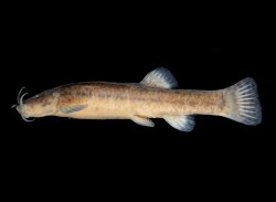 Cambeva difficilis