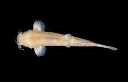 Cambeva difficilis