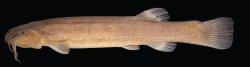 Cambeva galactica - Click for species page