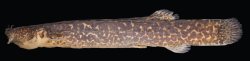 Cambeva luteoreticulata - Click for species page