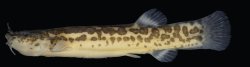Cambeva luteoreticulata