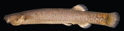 Cambeva rotundipinna - Click for species page