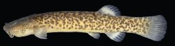Cambeva rotundipinna
