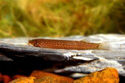 Ituglanis eichhorniarum - Click for species page