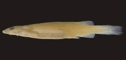 Paracanthopoma capeta - Click for species page