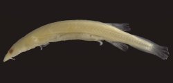 Paravandellia vampyra - Click for species page