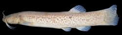 Trichomycterus berthalutzae - Click for species page