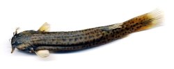 Trichomycterus caliensis - Click for species page