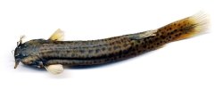 Trichomycterus caliensis - Click for species page