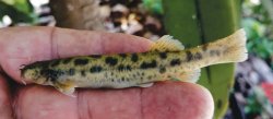 Trichomycterus caribensis - Click for species page