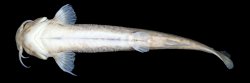 Trichomycterus fabioheppi