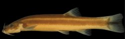 Trichomycterus largoperculatus - Click for species page