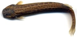 Trichomycterus retropinnis - Click for species page