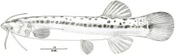 Trichomycterus romeroi - Click for species page