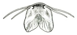 Trichomycterus romeroi