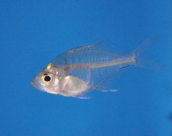 Chanda ranga - Click for species page