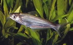 Eutropiichthys britzi - Click for species page