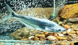 Silonia silondia