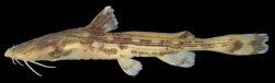 Acrochordonichthys ischnosoma - Click for species page