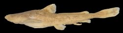 Acrochordonichthys strigosus - Click for species data page