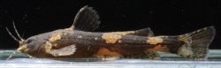 Akysis fontaneus - Click for species page