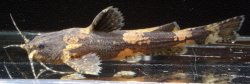 Akysis fontaneus