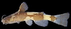 Akysis heterurus - Click for species page