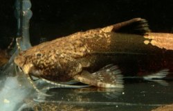 Akysis pictus